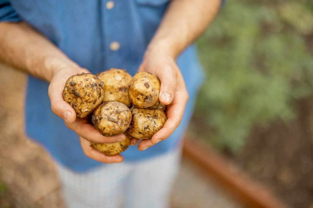 katell-pomme-de-terre-pour-chips